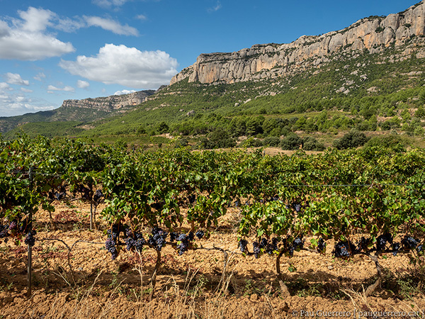 Paisatge de vinyes DOQ Priorat amb raïm madur sota la falda de les cingleres de Montsant, entre Escaladei i la Morera de Montsant.