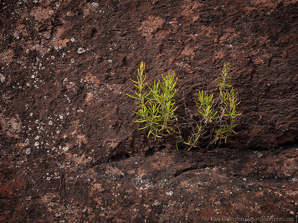 Petita planta de romaní creixent a una escletxa de la roca vermella al Montsant, Priorat.