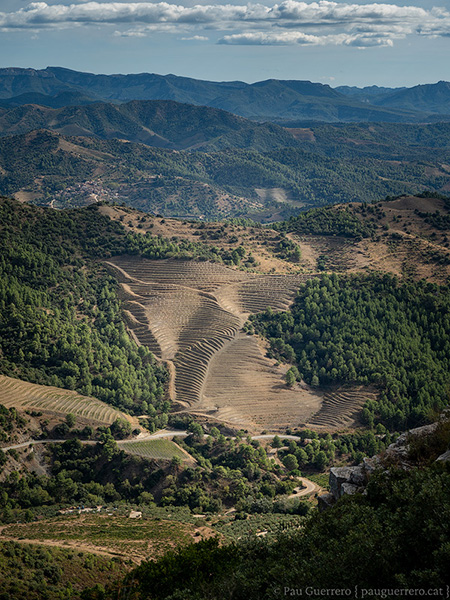 Paisatge del Priorat, noves vinyes DOQ Priorat, vista des del camí dels cartoixans.