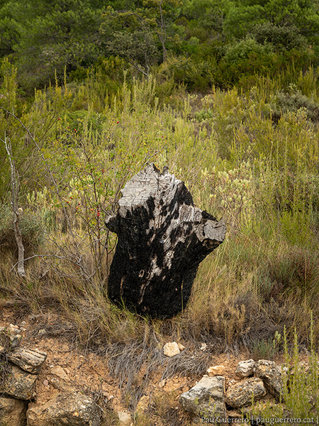 Vestigi d'un incendi al Priorat, al camí dels cartoixans