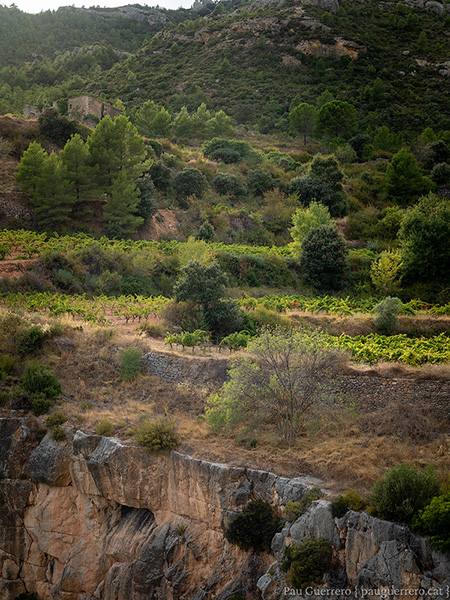 Vinyes DOQ Priorat i murs de pedra seca sobre les cingleres, al voltant del Mas de Sant Antoni. Montsant.