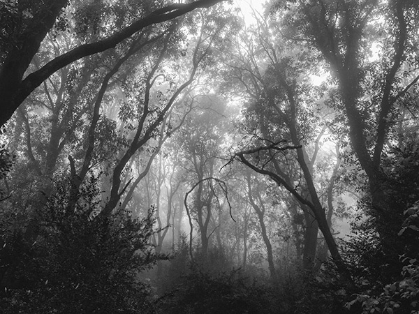 Boira al bosc, a Montserrat, fotografia de paisatge de la sèrie *Muntanyes caminant*