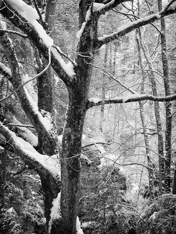 Arbre cobert de neu, pujant al Taga des de Bruguera, fotografia de paisatge de la sèrie *Muntanyes caminant*